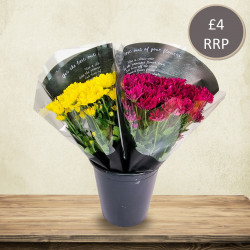 Chrysanthemums, Mixed Bucket