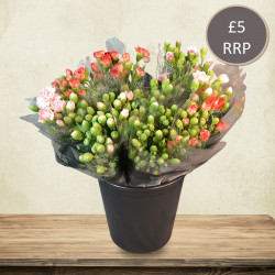 Spray Carnations, Mixed Bucket